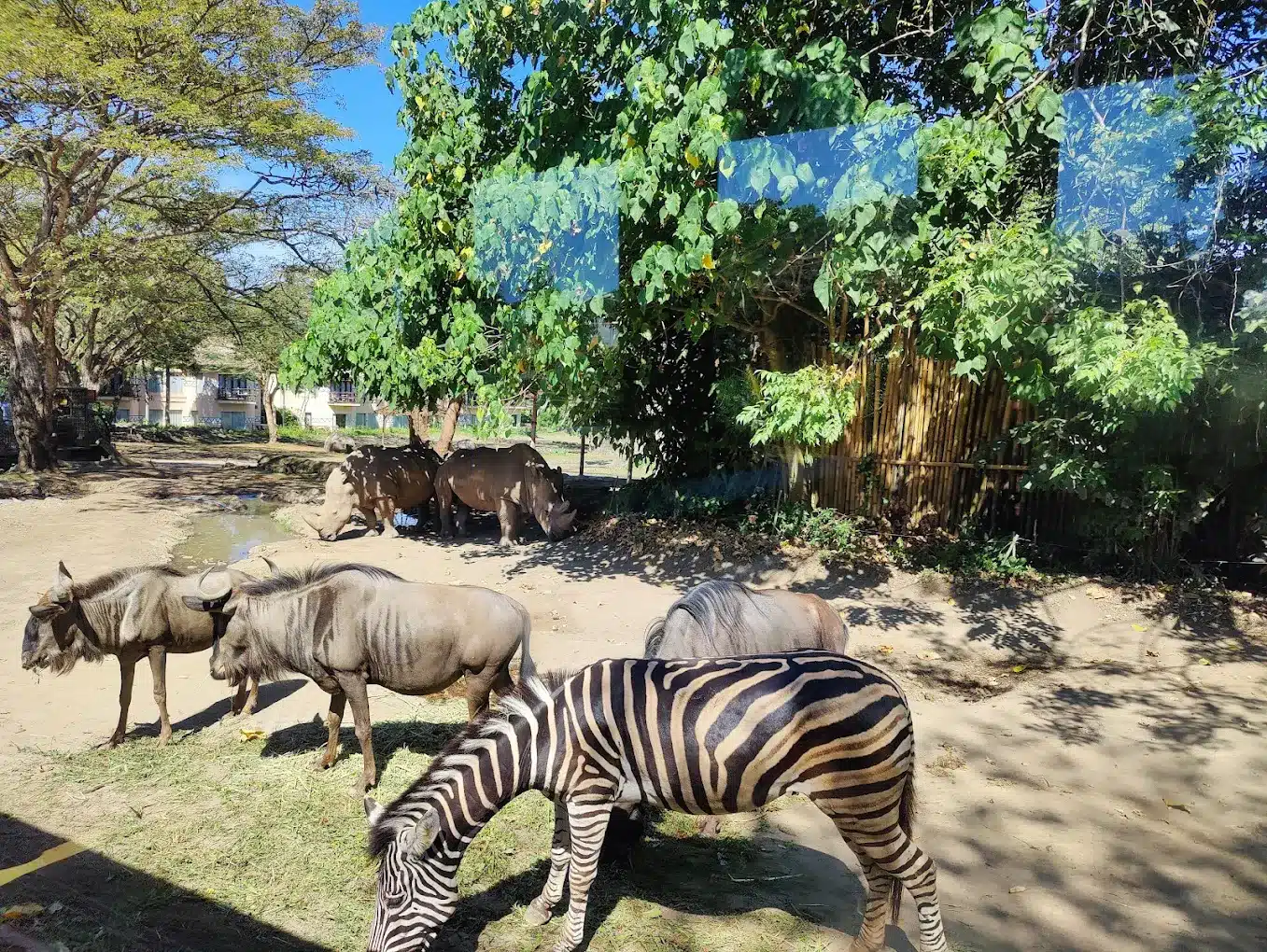 Tempat wisata di Bali, The Amazing Taman Safari Bali