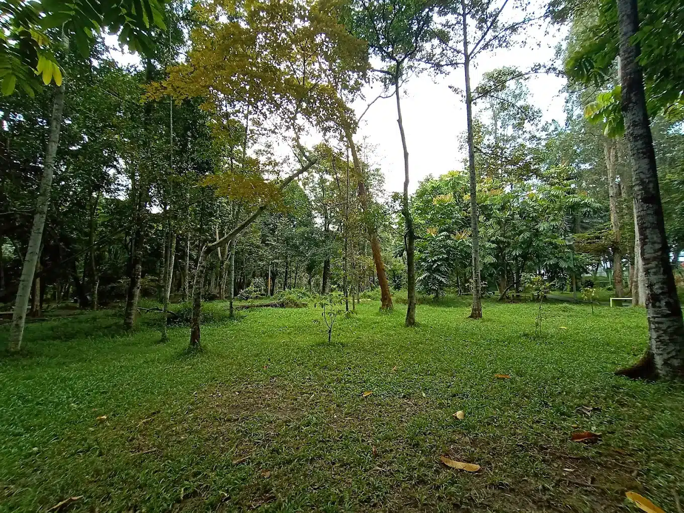 Tempat wisata di Pekanbaru yang lagi hits, Hutan Kota Pekanbaru