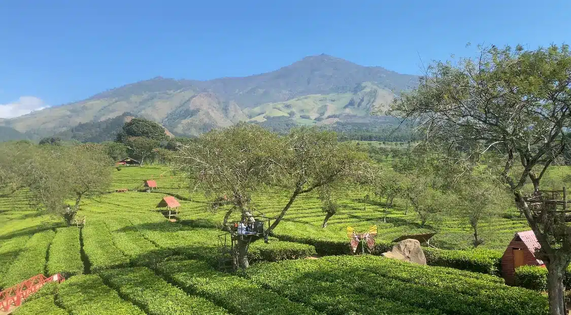 Tempat wisata di Malang, Agrowisata Teh Wonosari