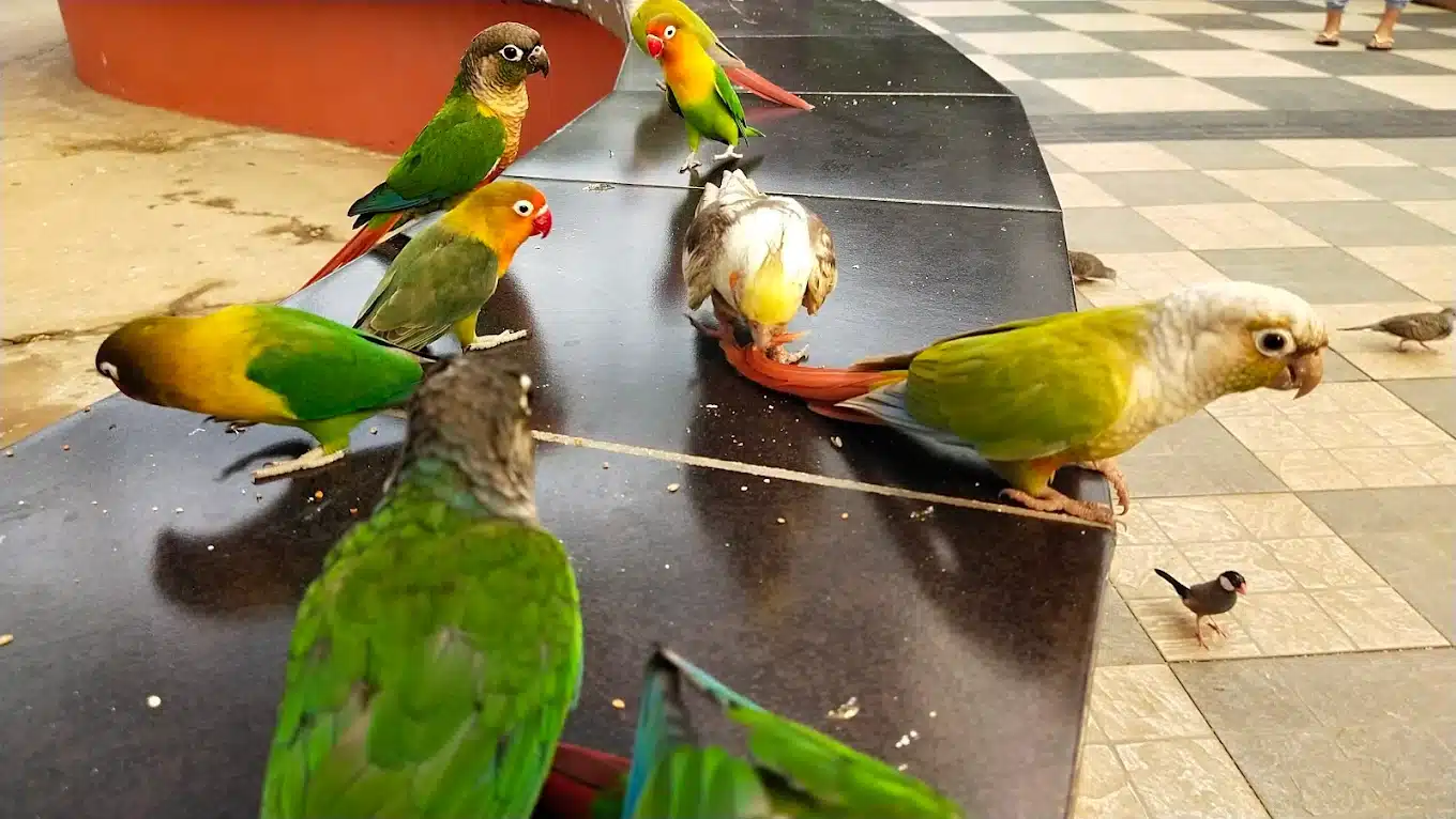 Tempat wisata di Palembang, Palembang Bird Park