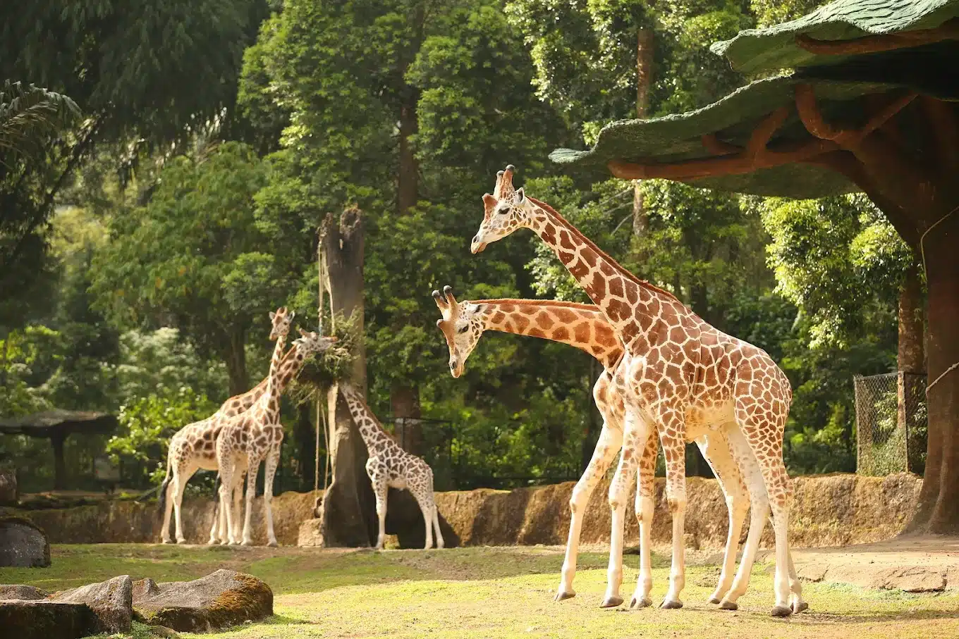 Taman Safari Indonesia Bogor