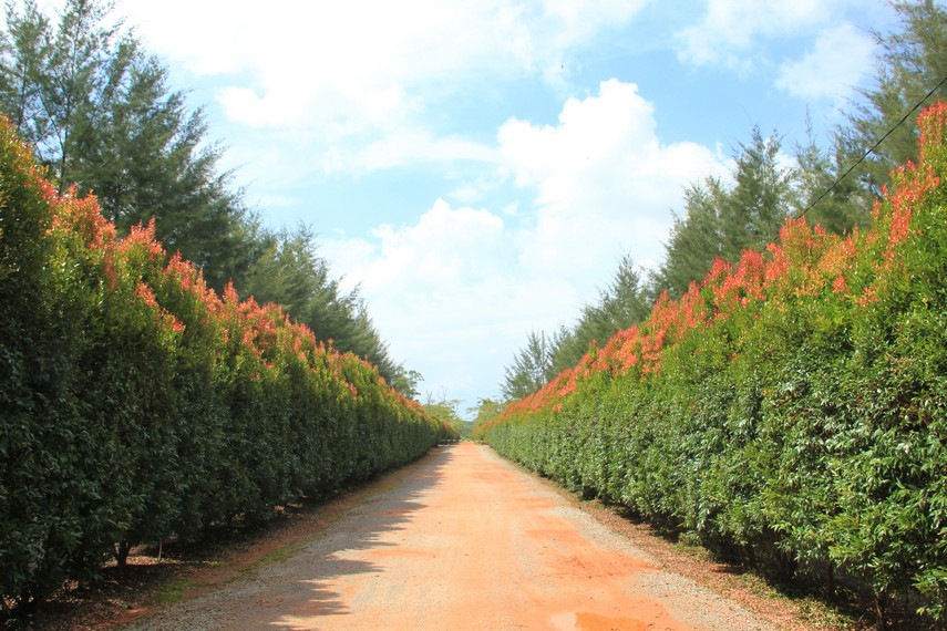 Tempat wisata di Bangka Belitung, Bangka Botanical Garden